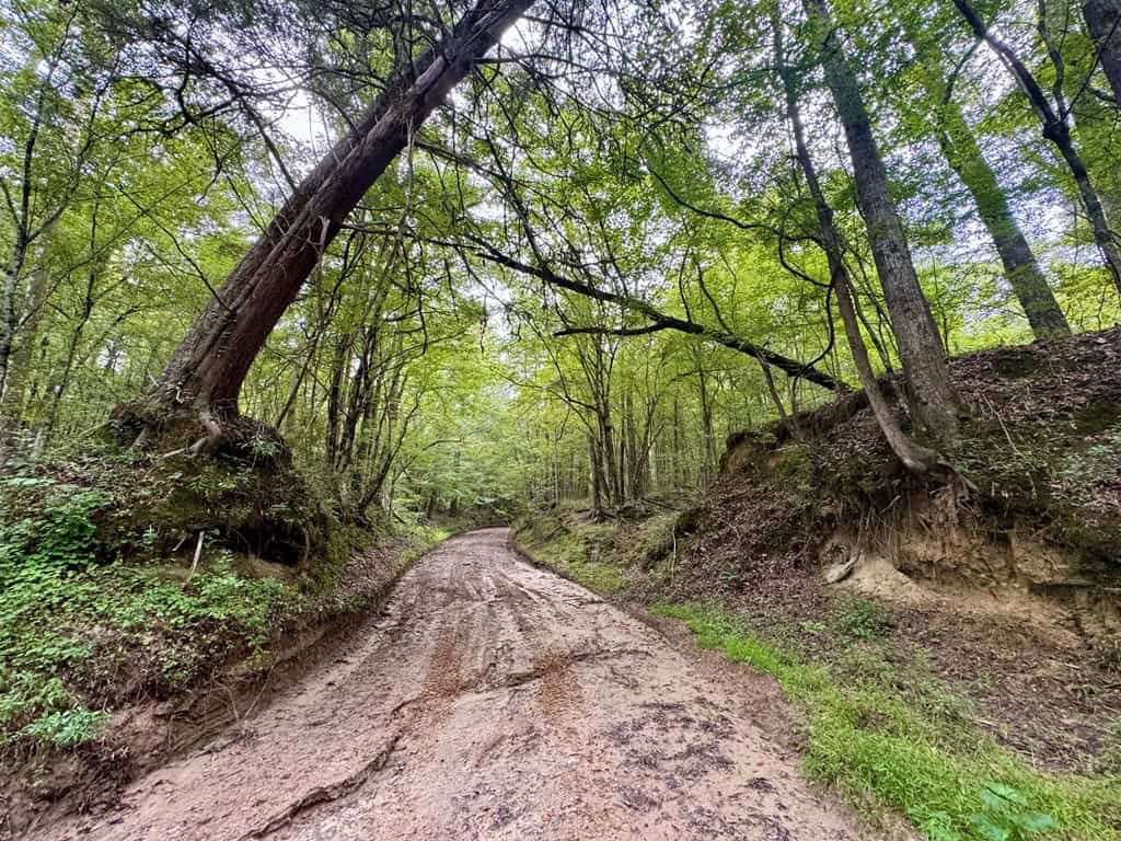 Lonely Live Oak – 1115 Acres Hunting Timberland SW MS