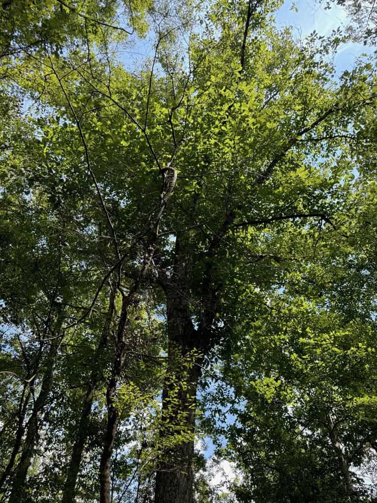 120 Acre Hunter’s Paradise in South MS for Sale