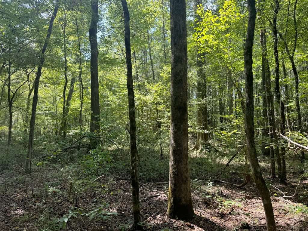 120 Acre Hunter’s Paradise in South MS for Sale