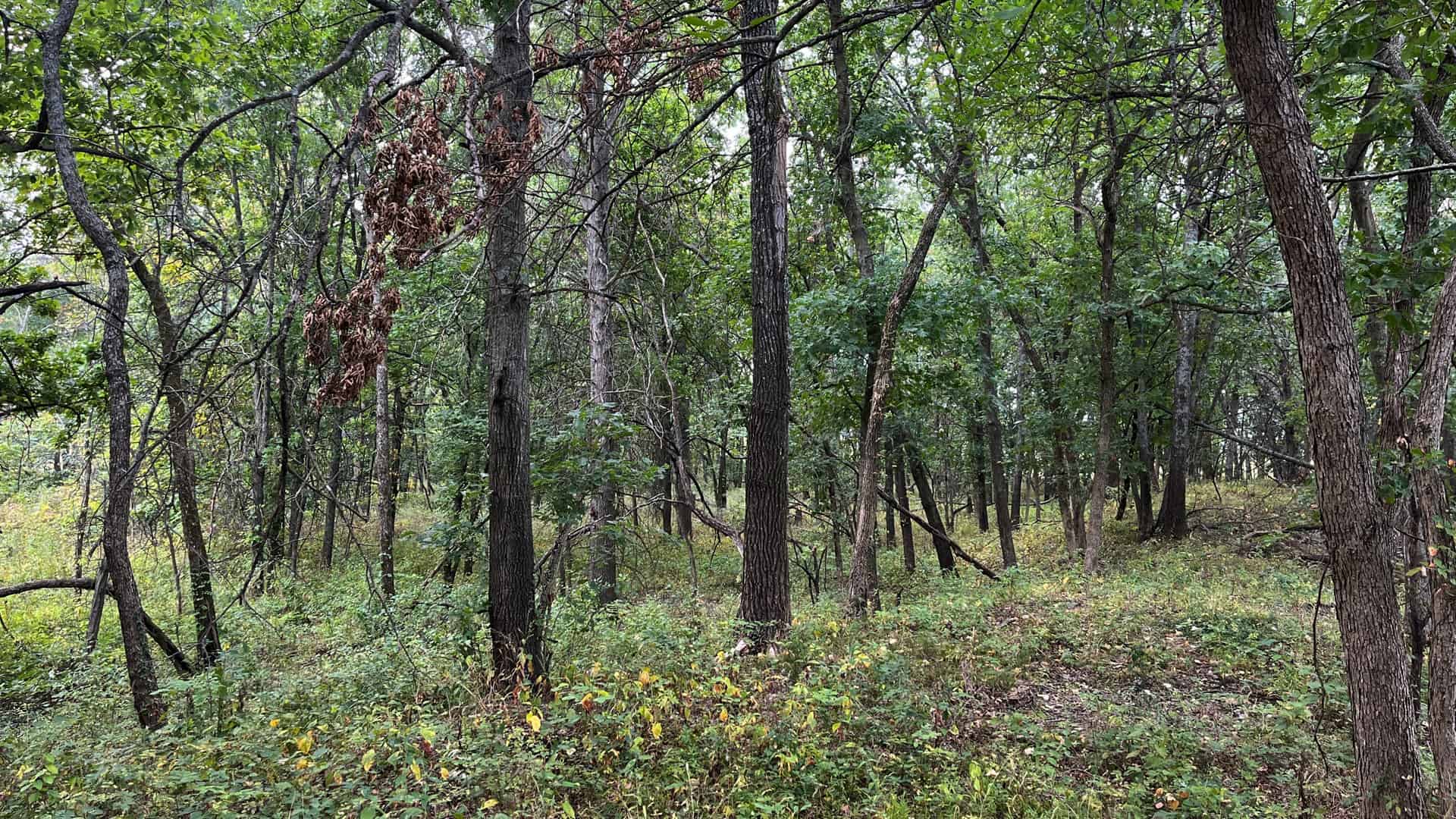 Linn County Kansas 37