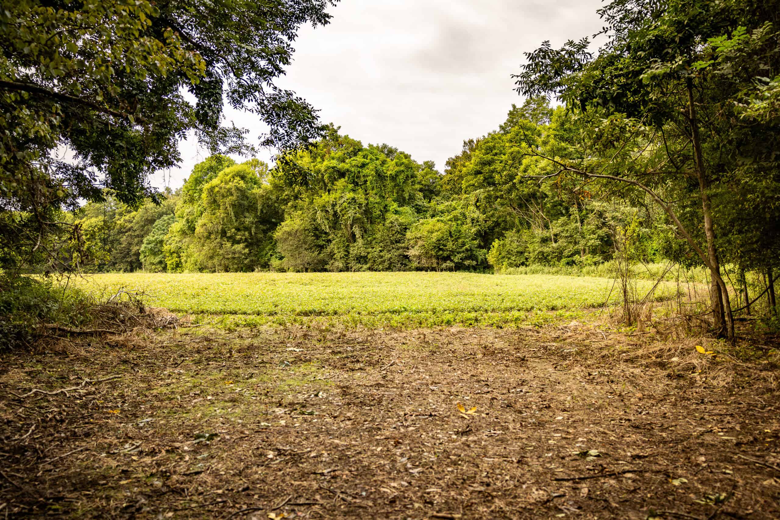 Premier Hunting Property for Sale on Mississippi River