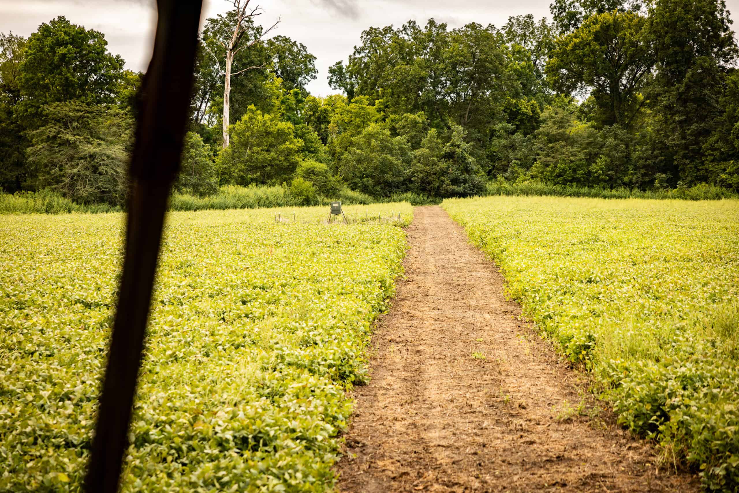 Premier Hunting Property for Sale on Mississippi River