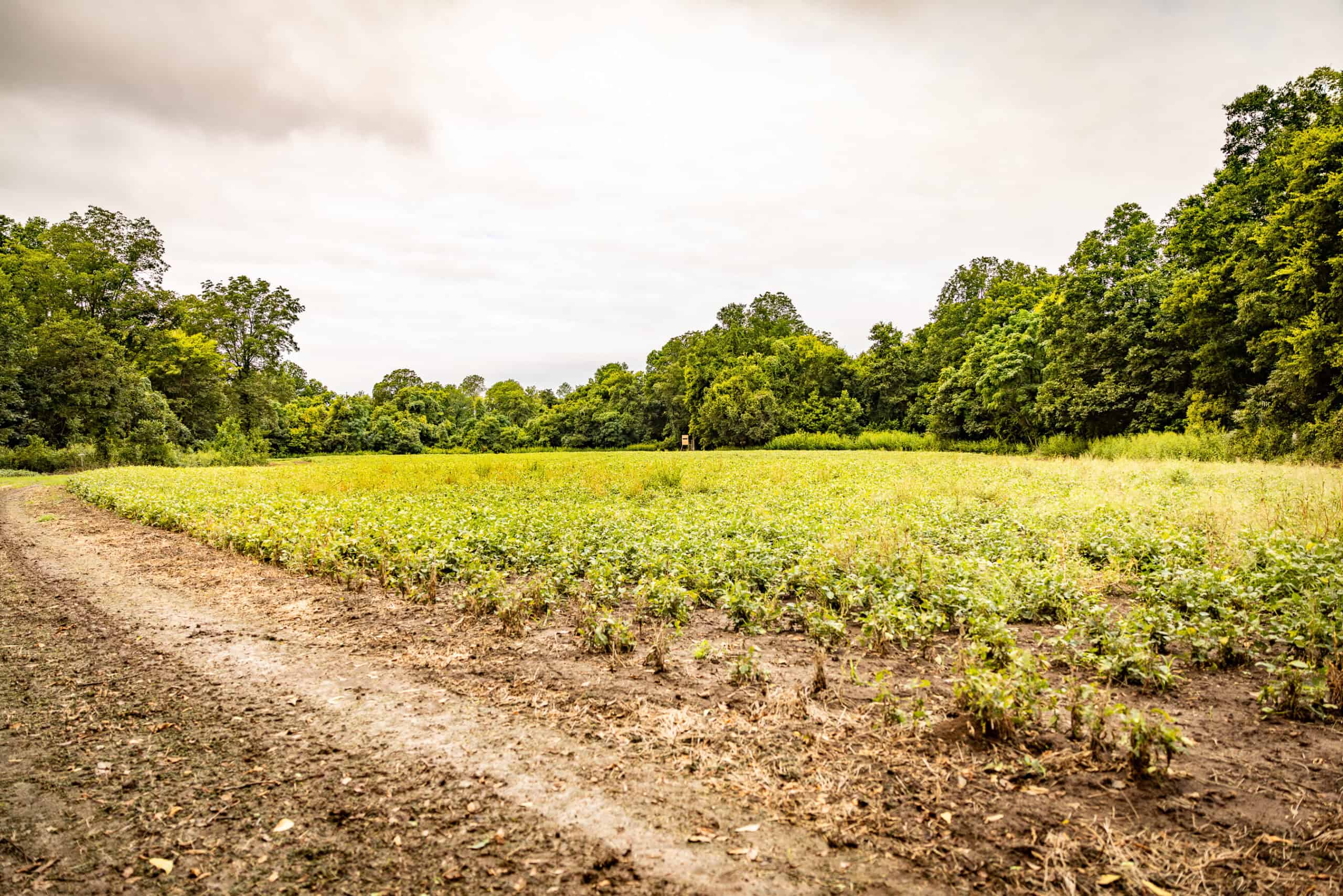 Premier Hunting Property for Sale on Mississippi River