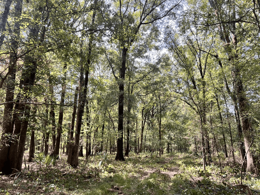 Hunting Land for Sale in Yazoo County, MS