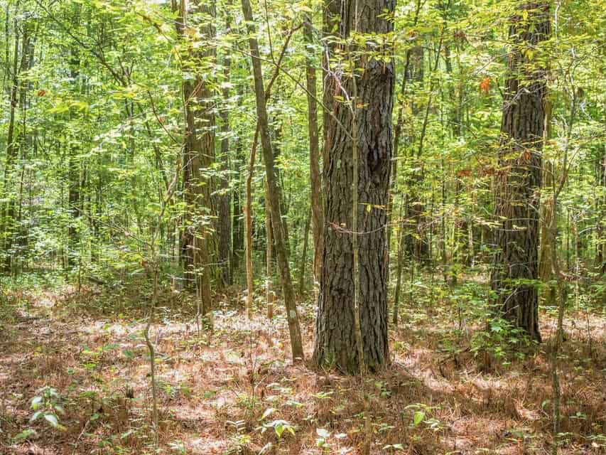 25 Acres For Sale Starkville MS