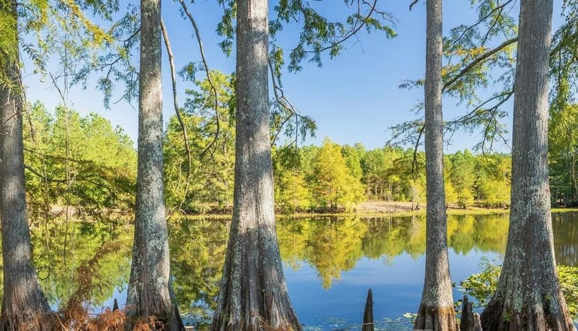 Cypress Lake 127 Acres in Starkville MS