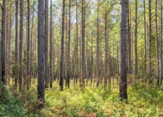 109 Acres For Sale Starkville MS