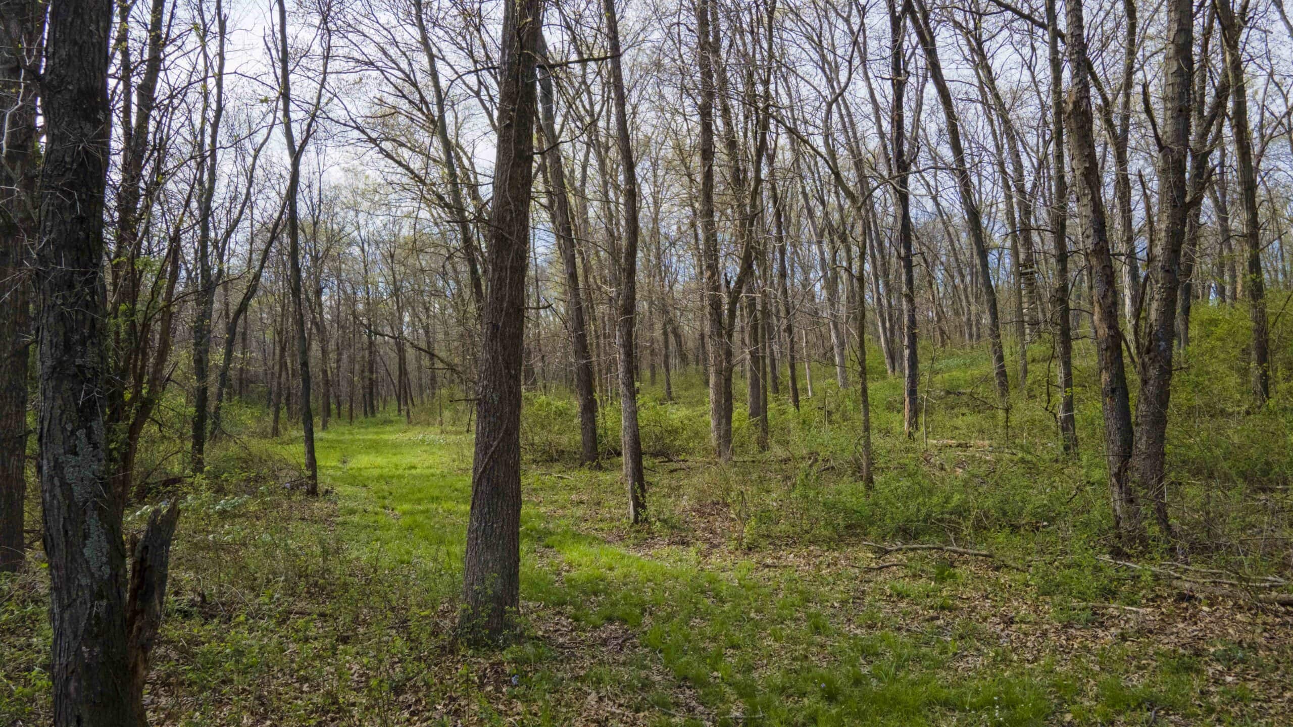 Exceptional 59-Acre Hunting Retreat in Scotland County, MO