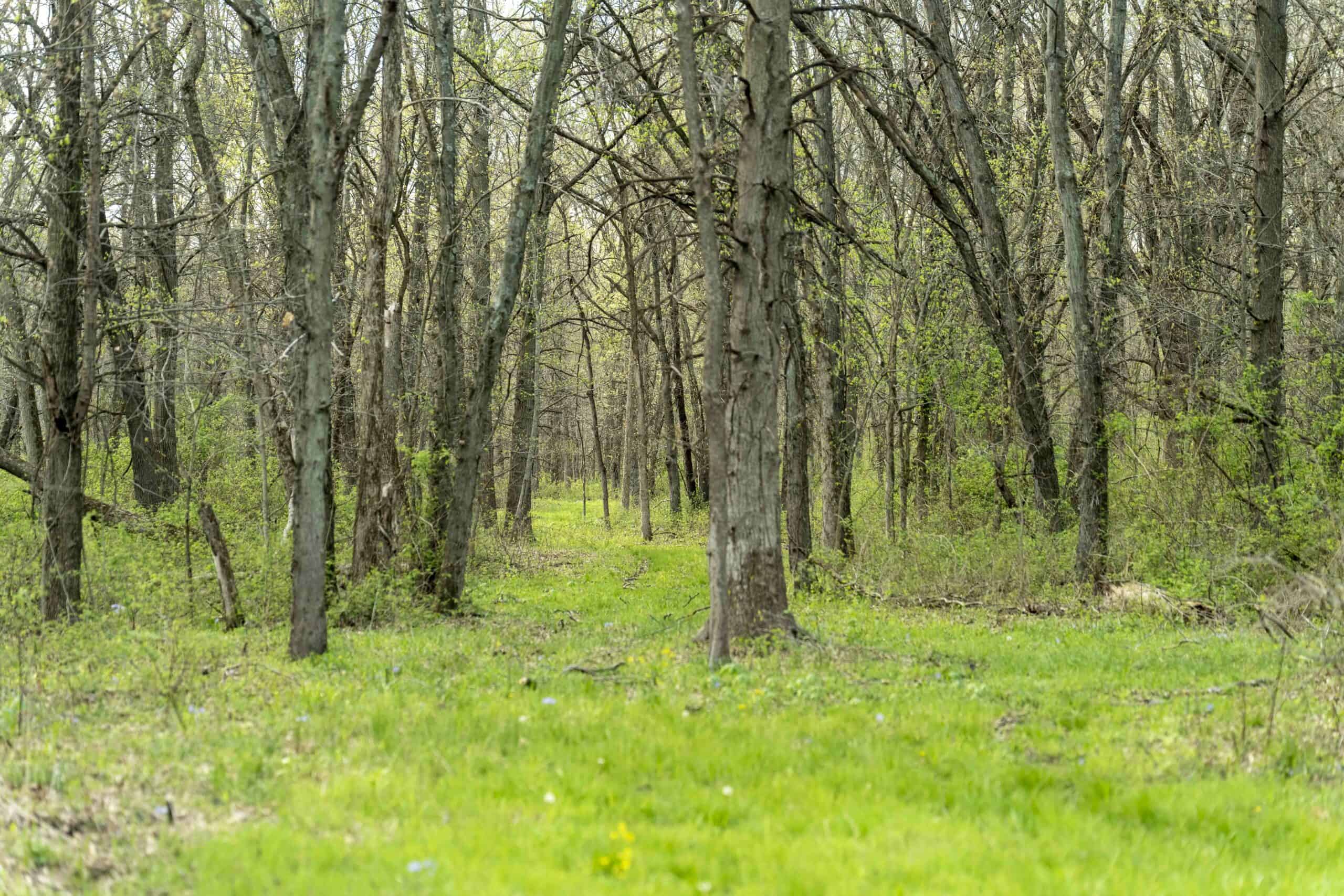 Exceptional 59-Acre Hunting Retreat in Scotland County, MO