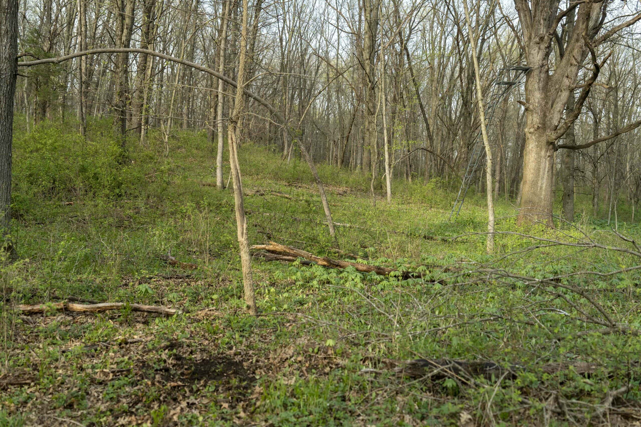 Exceptional 59-Acre Hunting Retreat in Scotland County, MO