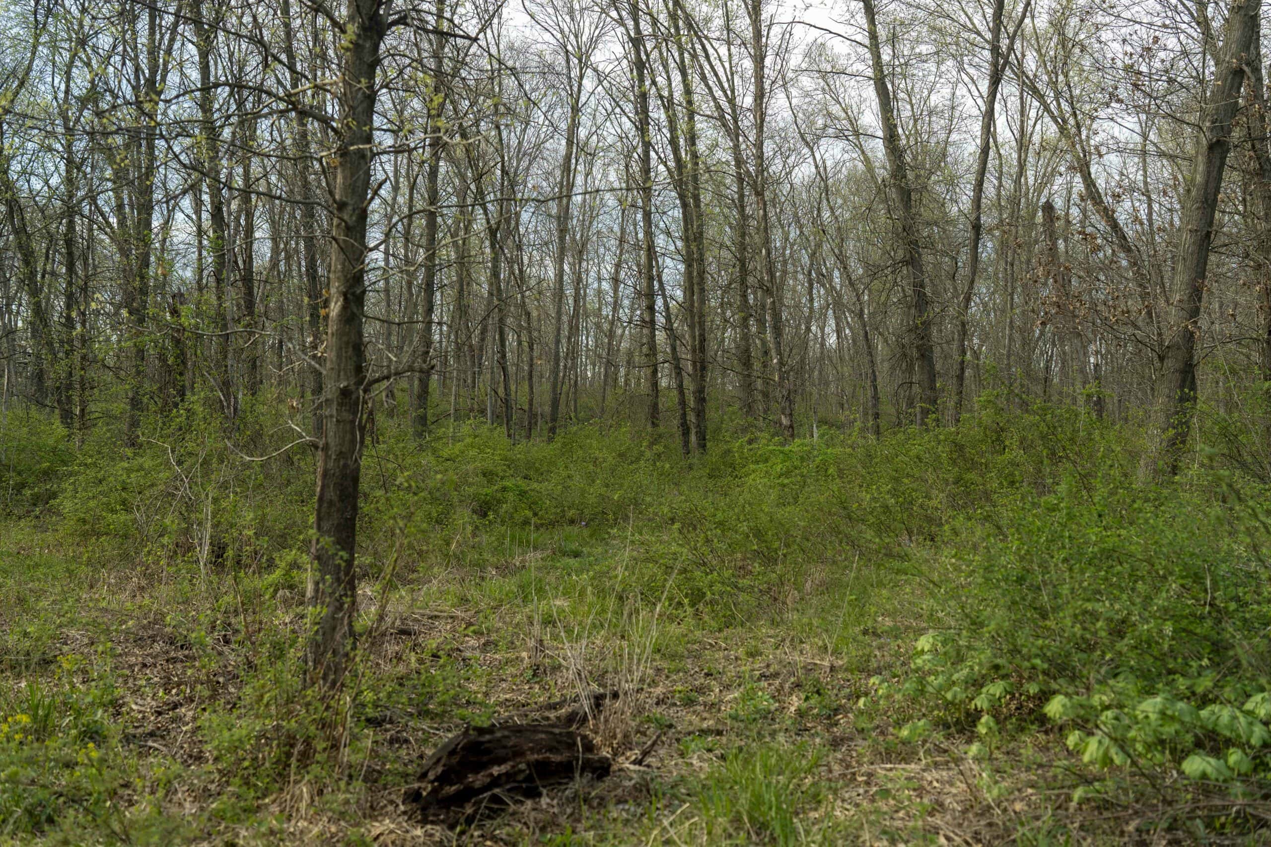 Exceptional 59-Acre Hunting Retreat in Scotland County, MO