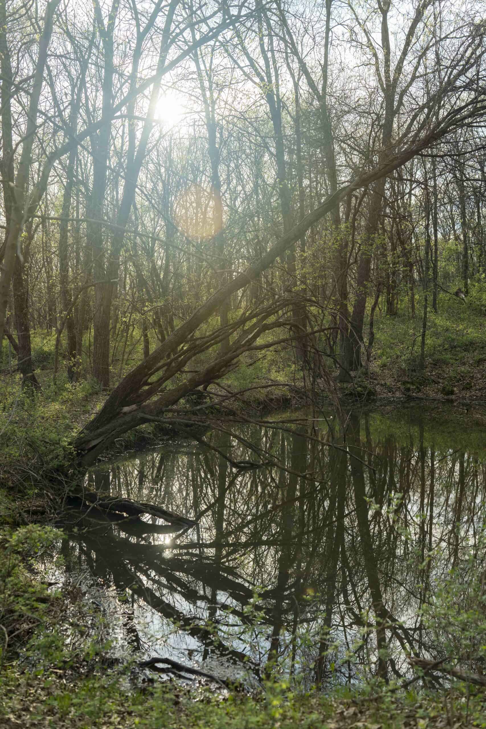 Exceptional 59-Acre Hunting Retreat in Scotland County, MO