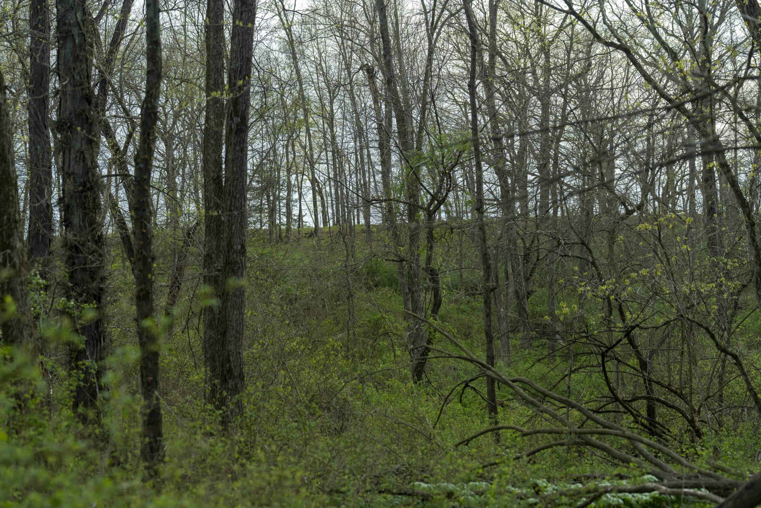 Exceptional 59-Acre Hunting Retreat in Scotland County, MO