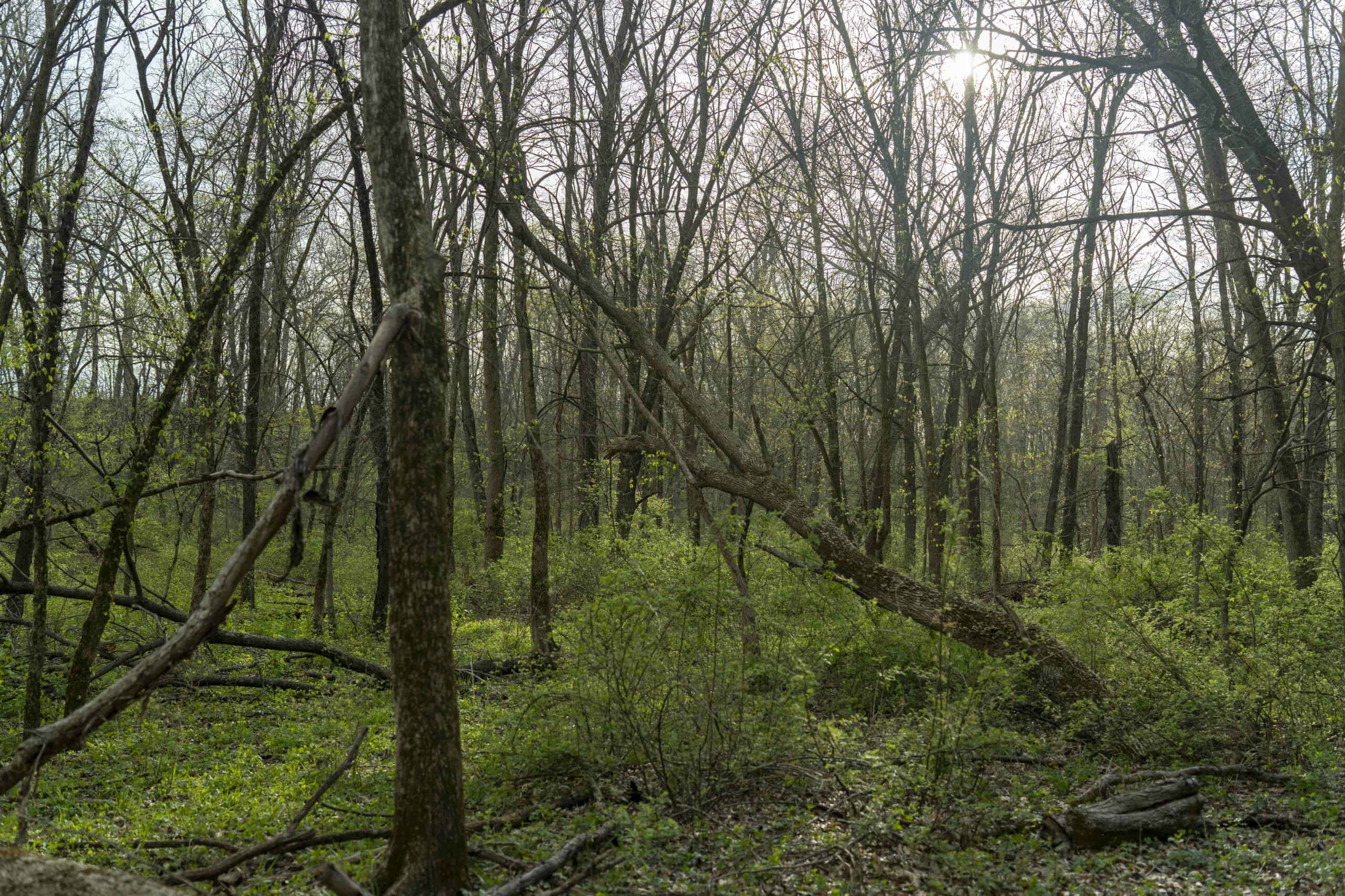 Exceptional 59-Acre Hunting Retreat in Scotland County, MO