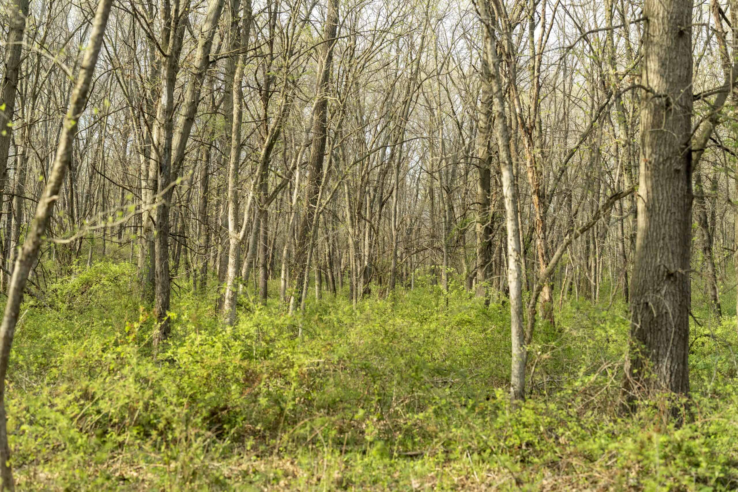 Exceptional 59-Acre Hunting Retreat in Scotland County, MO