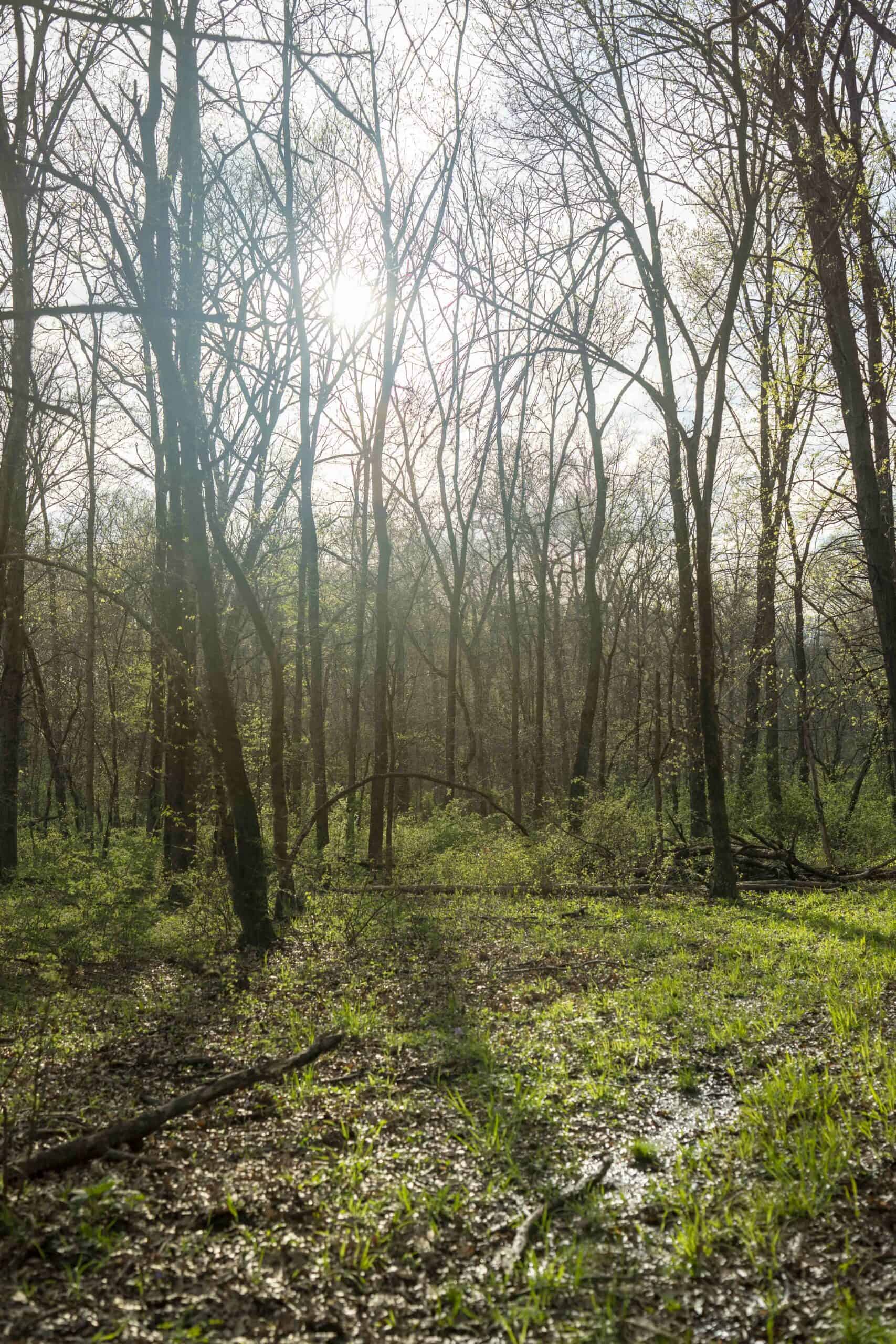 Exceptional 59-Acre Hunting Retreat in Scotland County, MO