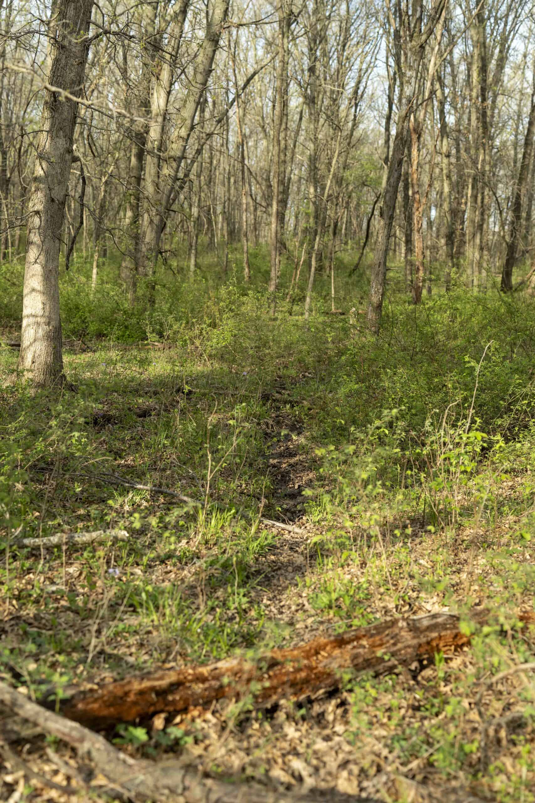 Exceptional 59-Acre Hunting Retreat in Scotland County, MO