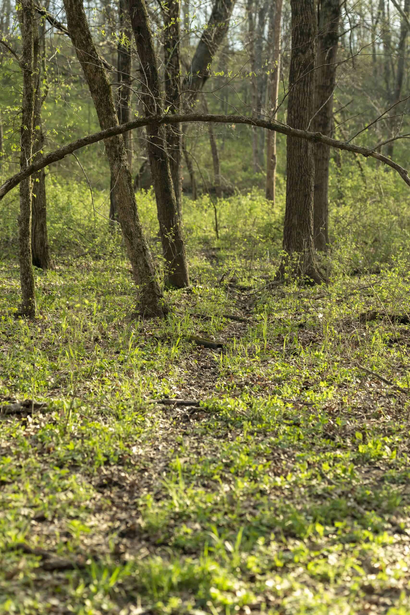Exceptional 59-Acre Hunting Retreat in Scotland County, MO