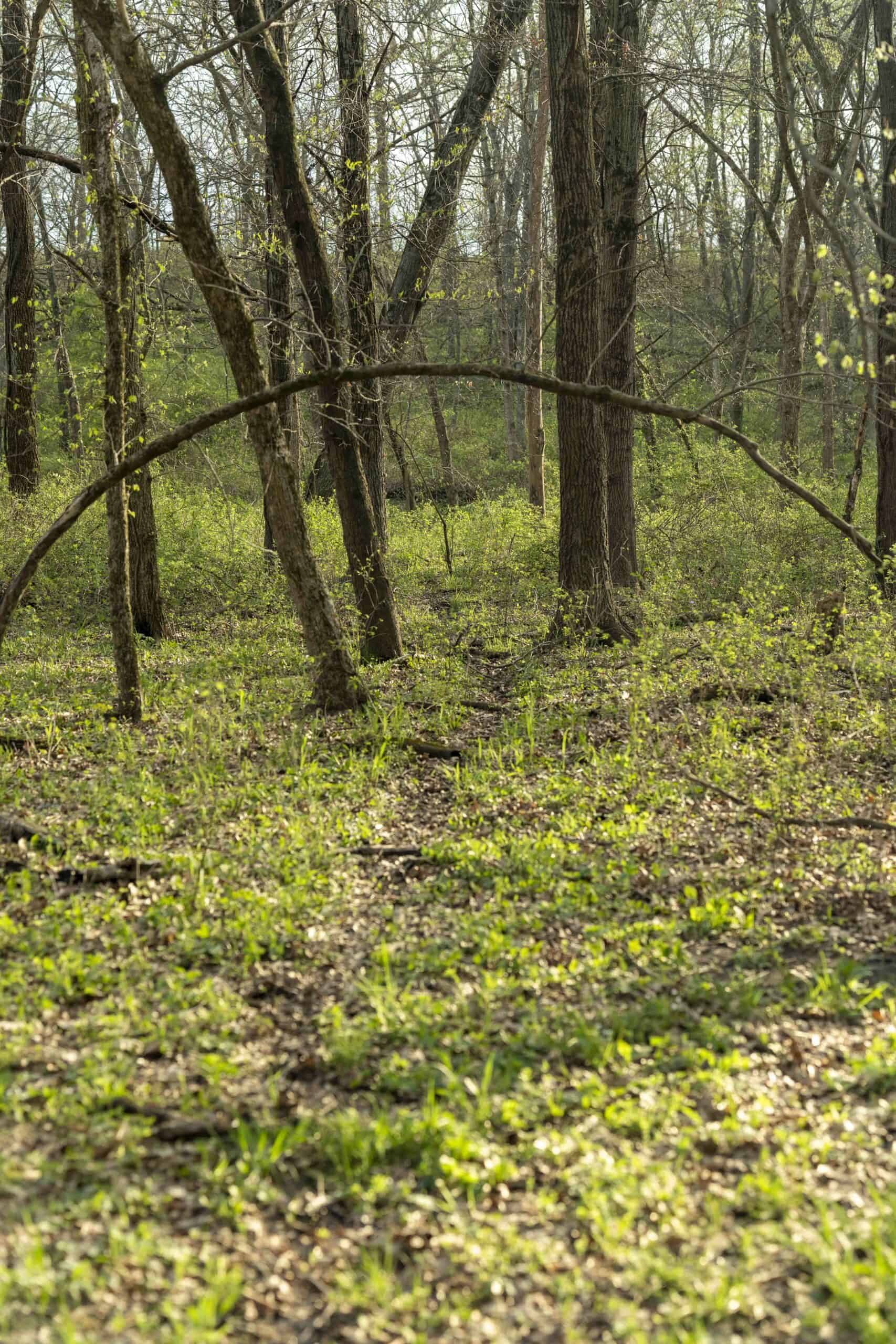 Exceptional 59-Acre Hunting Retreat in Scotland County, MO