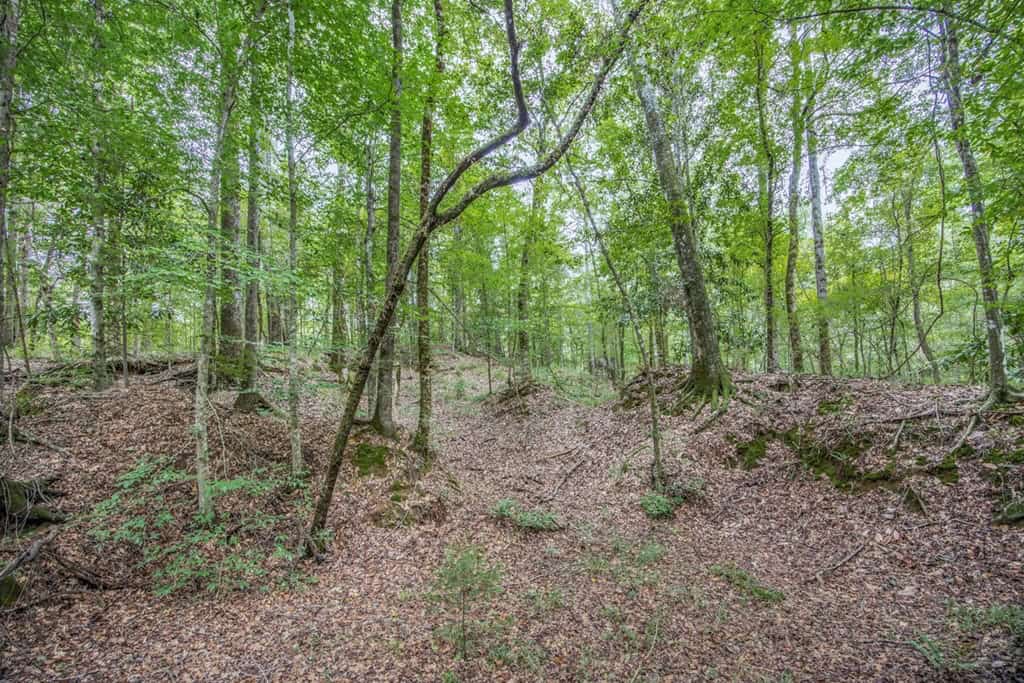 Lonely Live Oak – 1115 Acres Hunting Timberland SW MS