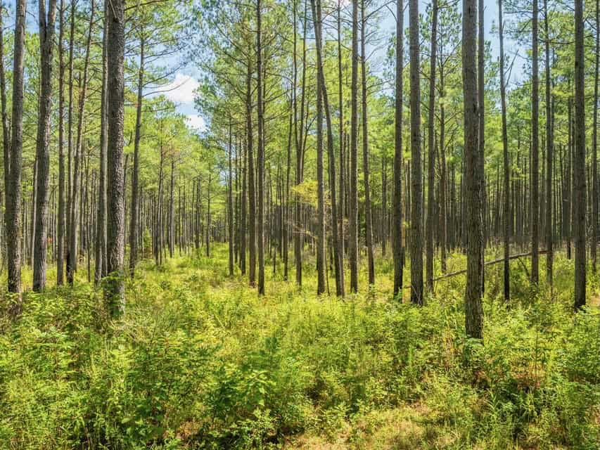 25 Acres For Sale Starkville MS