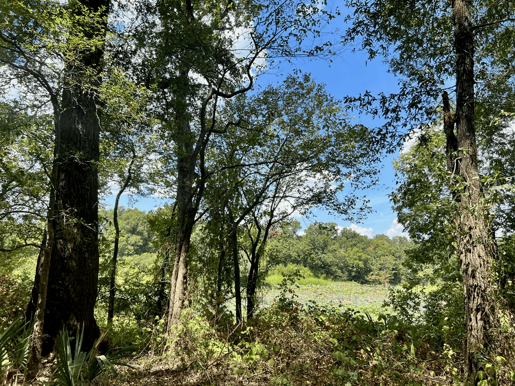 Hunting Land for Sale in Yazoo County, MS
