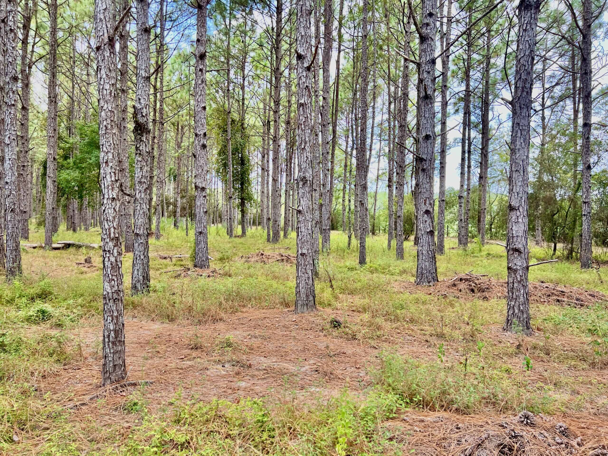Prime Riverfront Hunting & Recreational Land for Sale in Samson Alabama!