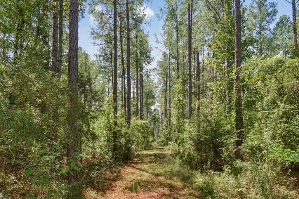 200 Acres of Land for Sale in North Pike School District