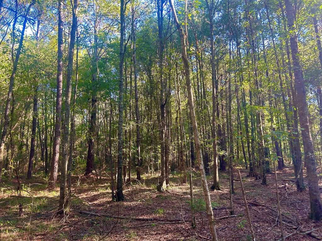 Brookhaven MS 19.7+- Acres for Sale