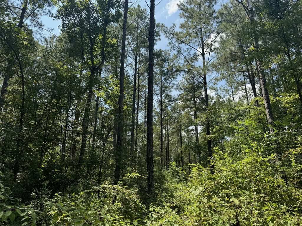 120 Acre Hunter’s Paradise in South MS for Sale