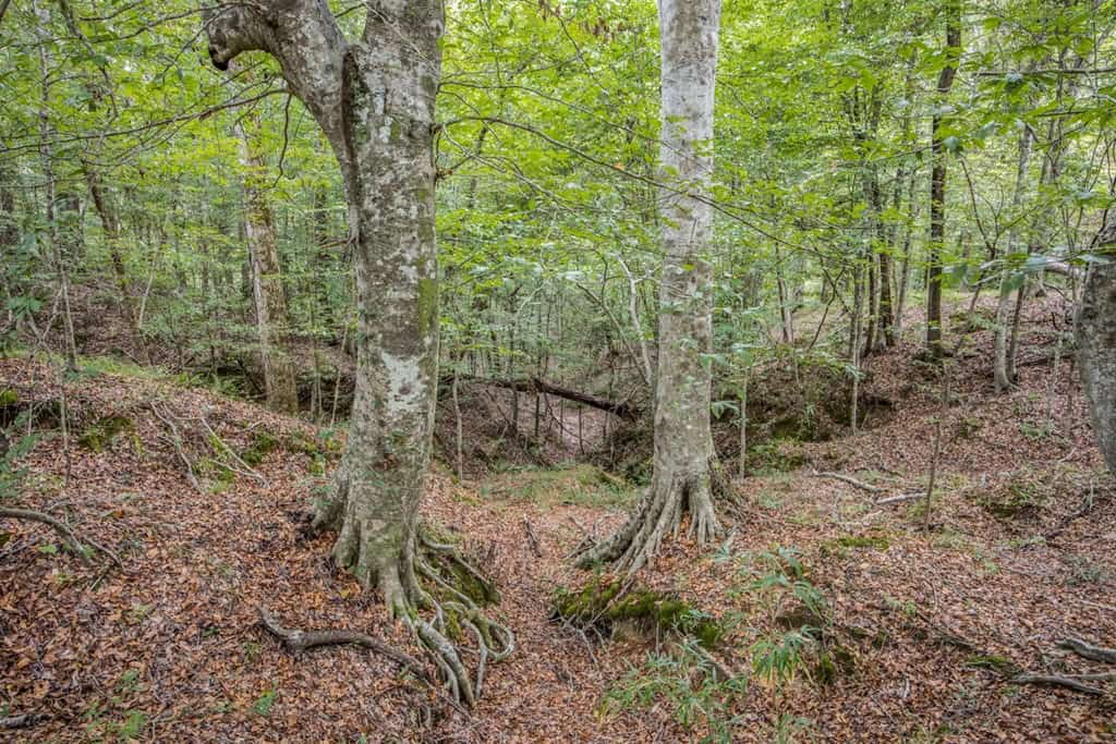 Lonely Live Oak – 1115 Acres Hunting Timberland SW MS