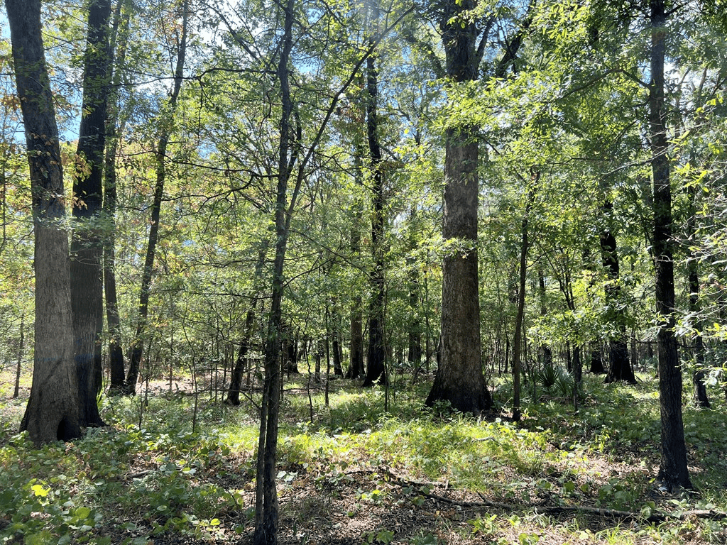 Hunting Land for Sale in Yazoo County, MS