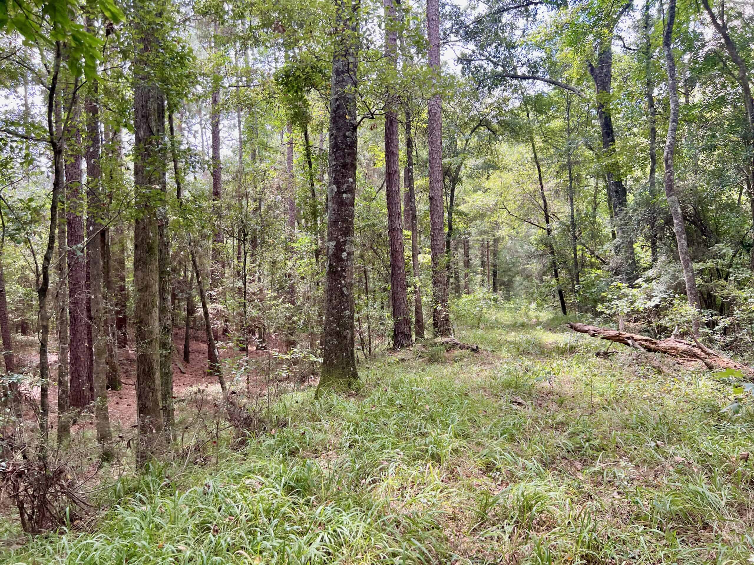 Prime Riverfront Hunting & Recreational Land for Sale in Samson Alabama!