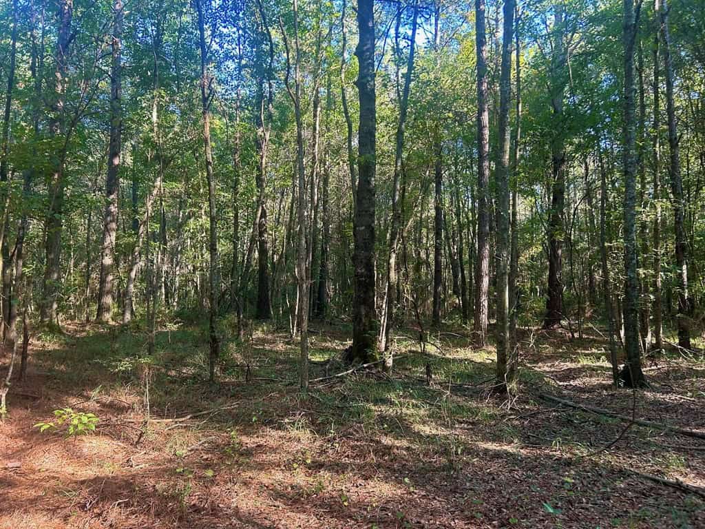 Brookhaven MS 19.7+- Acres for Sale