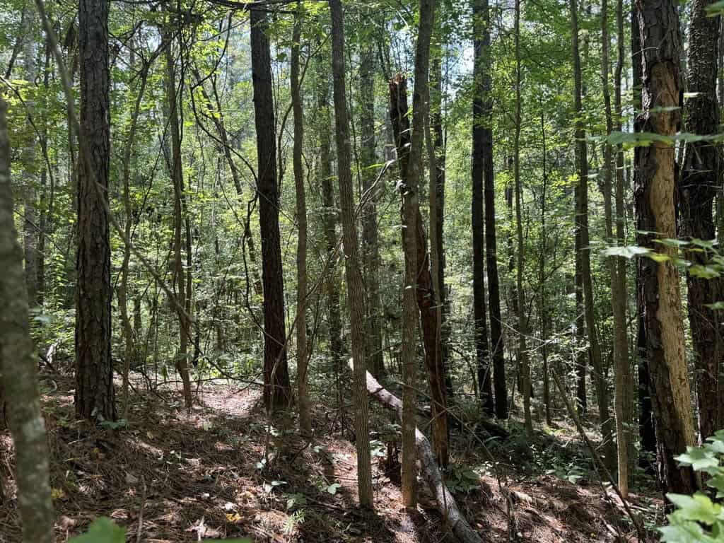120 Acre Hunter’s Paradise in South MS for Sale