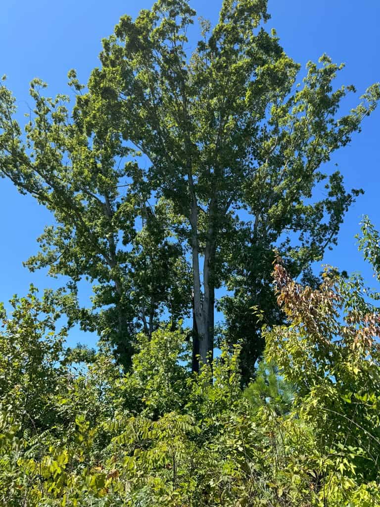 102.87 Acres of Pure Wilderness: Your Ultimate Hunting and Recreation Retreat in Halifax County, VA!
