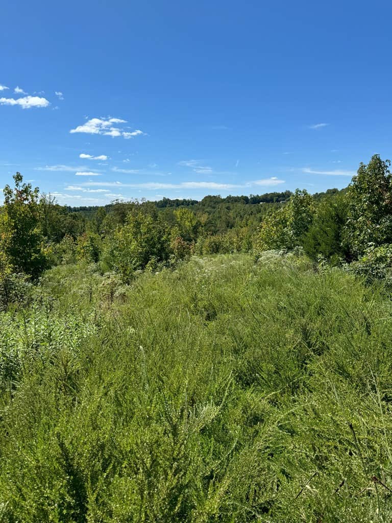 102.87 Acres of Pure Wilderness: Your Ultimate Hunting and Recreation Retreat in Halifax County, VA!