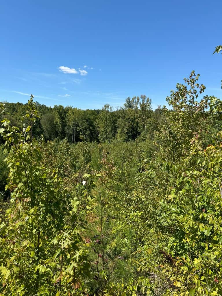 102.87 Acres of Pure Wilderness: Your Ultimate Hunting and Recreation Retreat in Halifax County, VA!