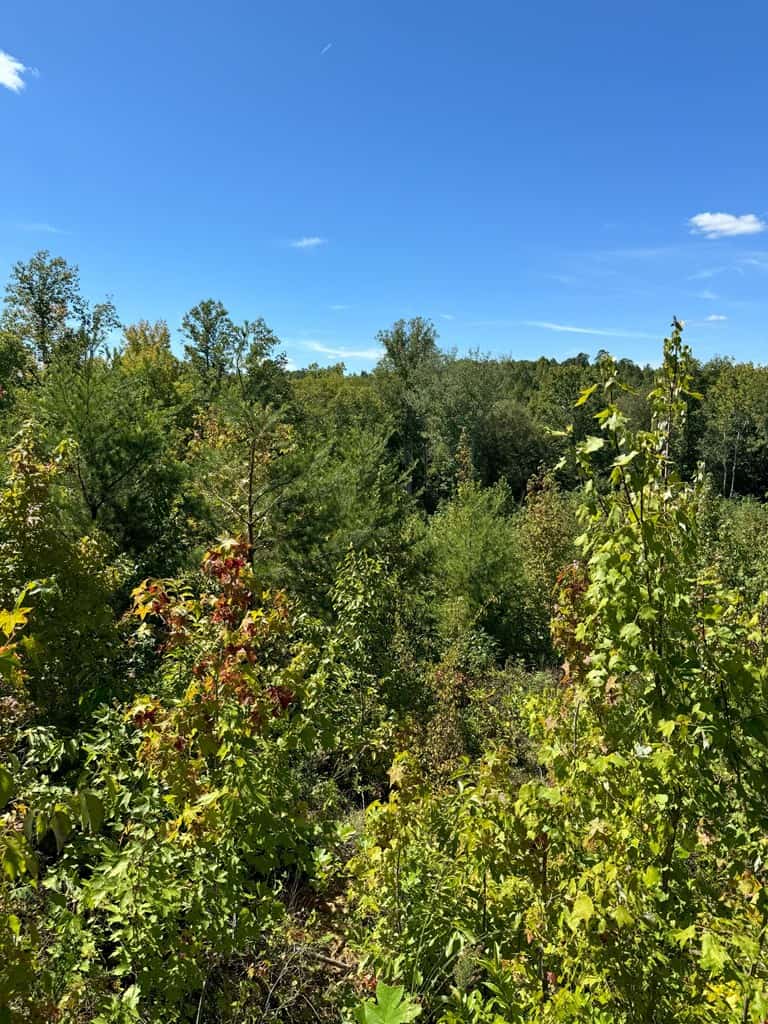 102.87 Acres of Pure Wilderness: Your Ultimate Hunting and Recreation Retreat in Halifax County, VA!