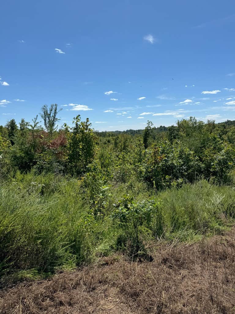 102.87 Acres of Pure Wilderness: Your Ultimate Hunting and Recreation Retreat in Halifax County, VA!