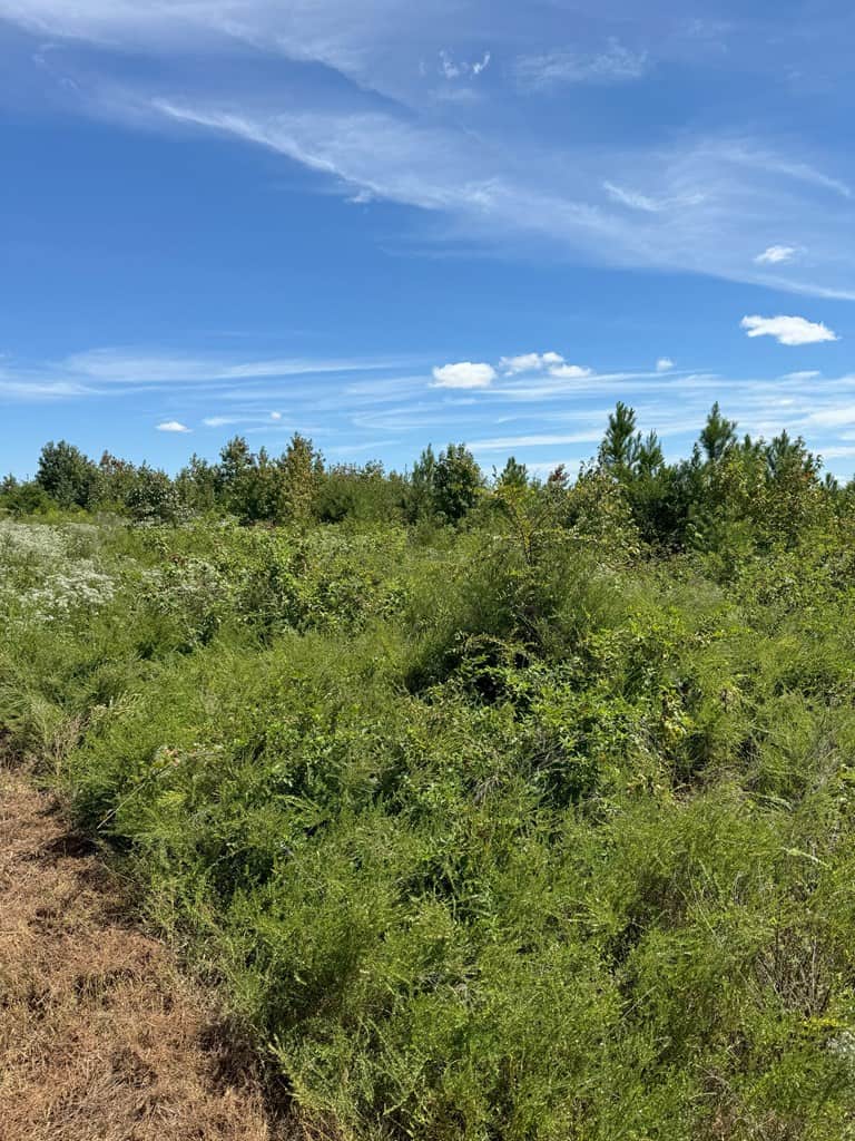102.87 Acres of Pure Wilderness: Your Ultimate Hunting and Recreation Retreat in Halifax County, VA!