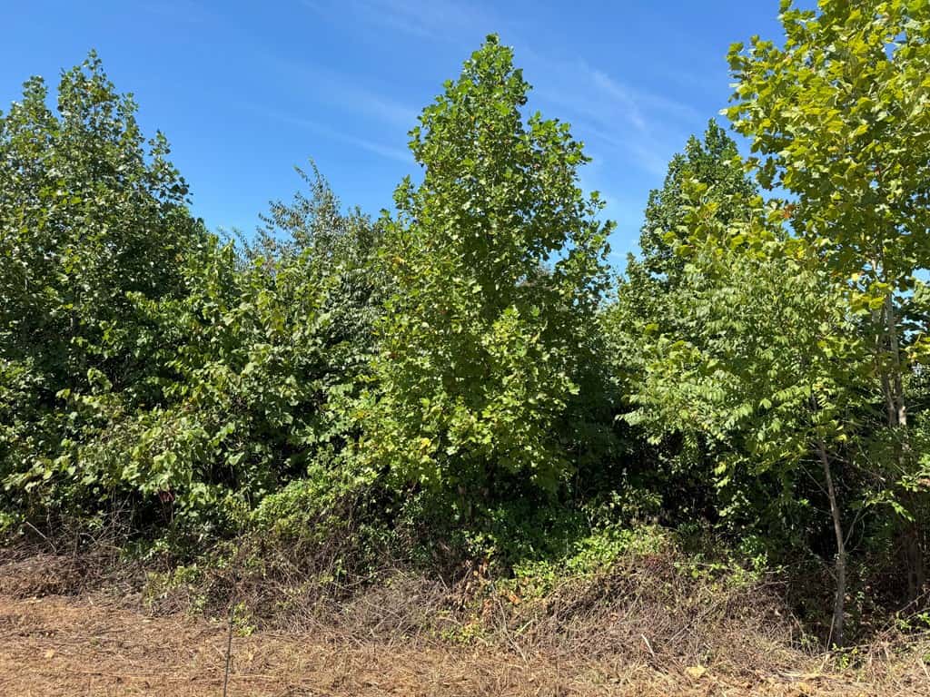 102.87 Acres of Pure Wilderness: Your Ultimate Hunting and Recreation Retreat in Halifax County, VA!