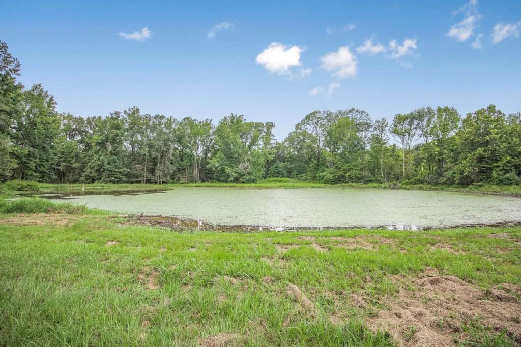 Lonely Live Oak – 1115 Acres Hunting Timberland SW MS