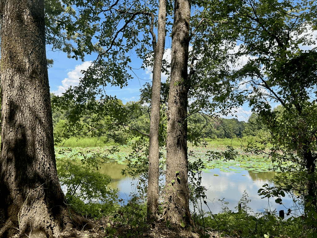 Hunting Land for Sale in Yazoo County, MS