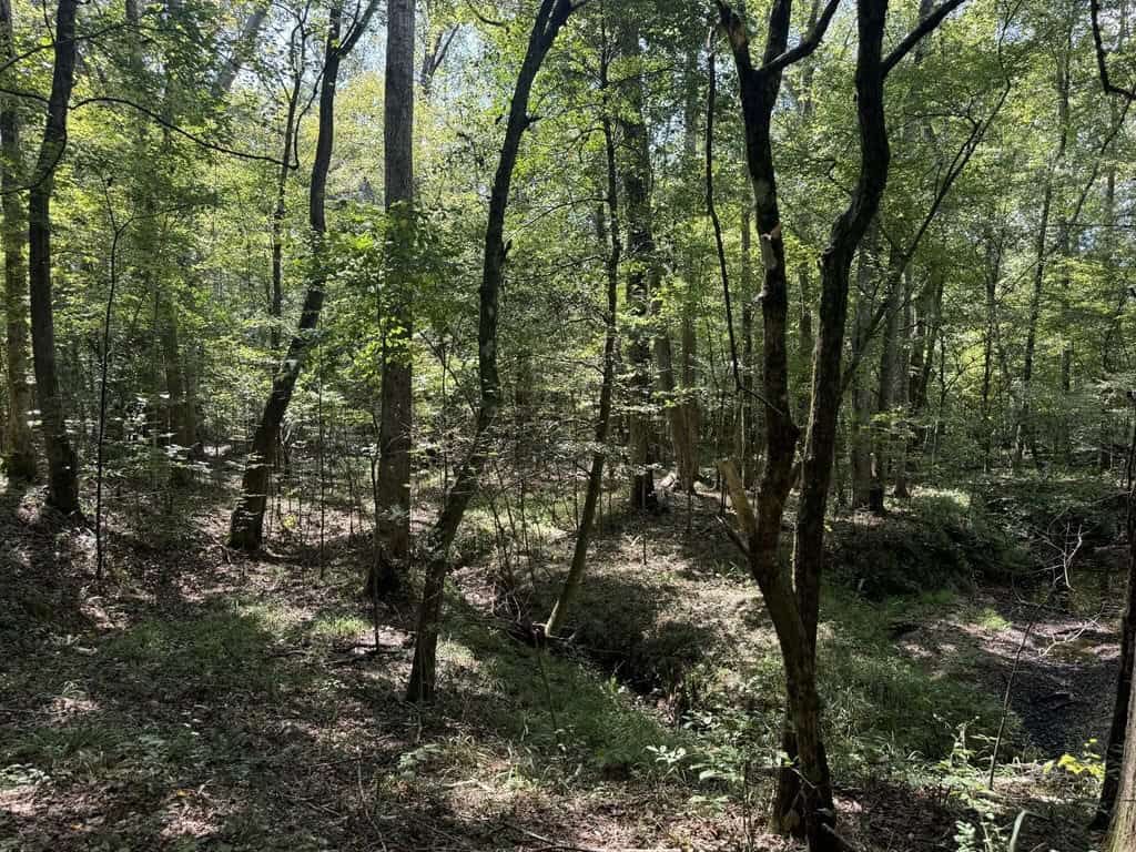 120 Acre Hunter’s Paradise in South MS for Sale