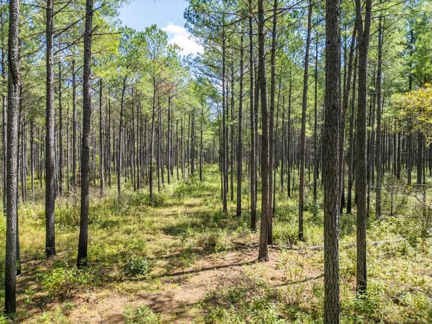 25 Acres For Sale Starkville MS
