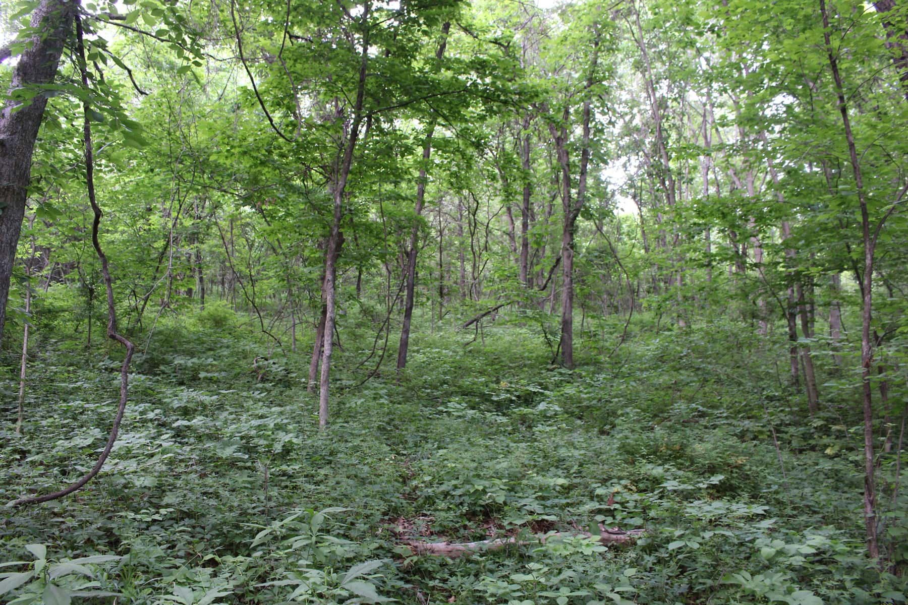 Missouri River Views – 44.56 Acres
