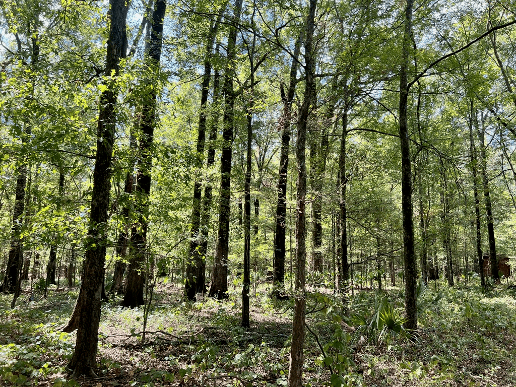 Hunting Land for Sale in Yazoo County, MS