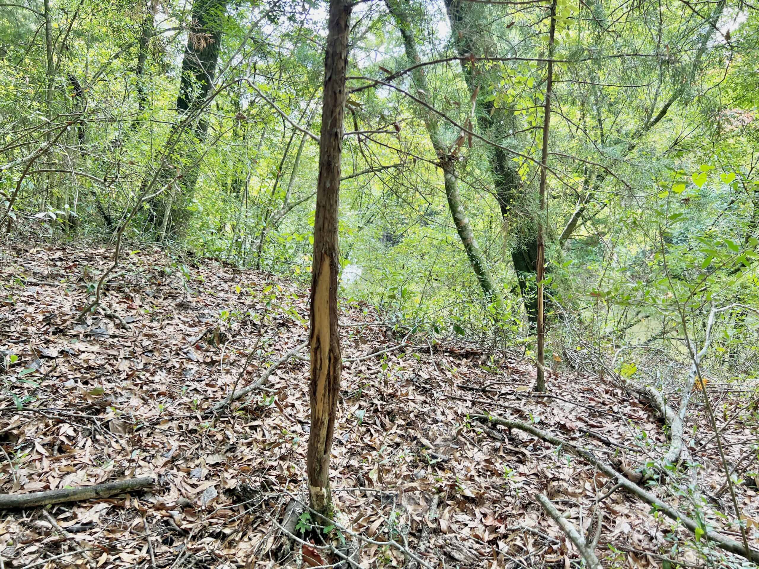 Prime Riverfront Hunting & Recreational Land for Sale in Samson Alabama!