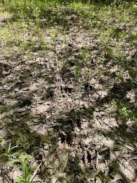 109 Acres For Sale Starkville MS